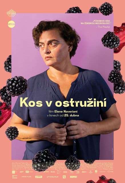 Kos v ostružiní